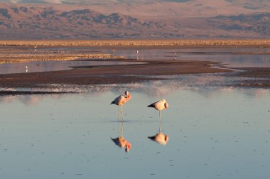 Chaxa Lagünü ve flamingoları, Atacama Çölü, Şili. Yüksek kalite fotoğraf