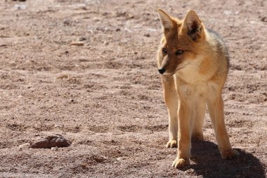 Bolivya Dağları Tilkisi 'yle buluşacağım. Yüksek kalite fotoğraf