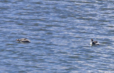 Chungara Gölü, Şili 'deki Gümüş Grebe. Yüksek kalite fotoğraf