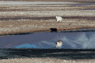 Chaxa Lagoon, Şili 'deki Jamess Flamingo. Yüksek kalite fotoğraf
