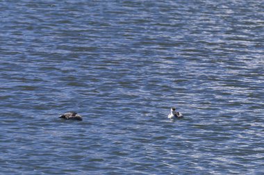 Chungara Gölü, Şili 'deki Gümüş Grebe. Yüksek kalite fotoğraf
