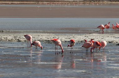 Bolivya 'daki renkli gölde Jamess flamingoları. Yüksek kalite fotoğraf