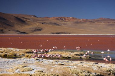 Laguna Colorada, Bolivya manzarası. Yüksek kalite fotoğraf