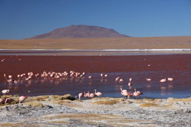 Laguna Colorada, Bolivya manzarası. Yüksek kalite fotoğraf