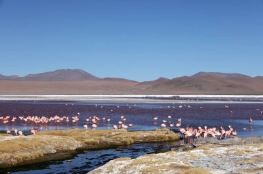 Laguna Colorada, Bolivya manzarası. Yüksek kalite fotoğraf