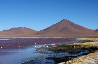 Laguna Colorada, Bolivya manzarası. Yüksek kalite fotoğraf
