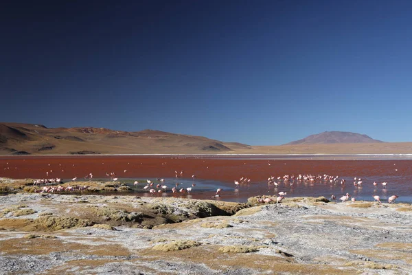 Laguna Colorada, Bolivya manzarası. Yüksek kalite fotoğraf