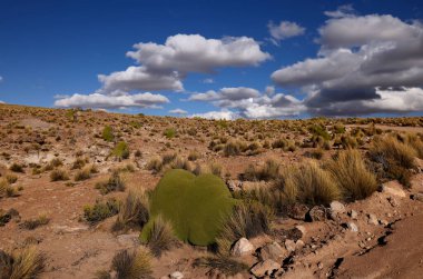 Şili 'deki Volkan Isluga Ulusal Parkı' nın çarpıcı manzarası. Yüksek kalite fotoğraf