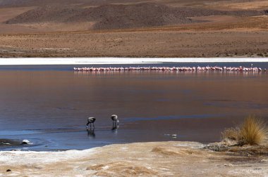 Bolivya 'nın dağlık bölgelerinde bir göl manzarası. Yüksek kalite fotoğraf