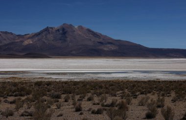 Şili 'deki Salar de Surire Doğal Anıtı. Yüksek kalite fotoğraf