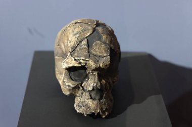 Etiyopya Ulusal Müzesi, Homo Sapiens Idaltu 'nun Kafatası, Addis Ababa. Yüksek kalite fotoğraf