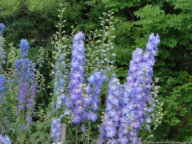 Mor, çift dezenfektan, bahçe dekorasyonu..