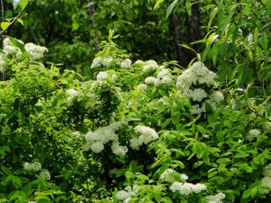 Çiçekli çalı çalısı ormanın kenarında.