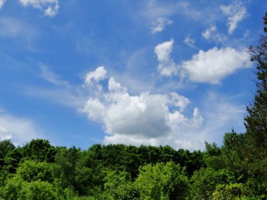Çiçekli çalı çalısı ormanın kenarında.