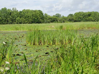 Sarı yapraklı orman manzarası. Ağaç tepelerinin alt görünümü.