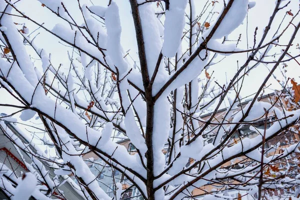 Background with tree branches covered with the first white snow. — Stock Photo, Image