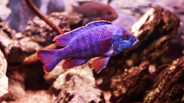 Detailní Záběr Tropické Ryby Akváriu Afričan Cichlid Aulonokara — Stock video