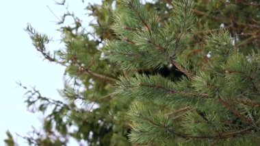 Çam dalları rüzgarda sallanıyor. Yeşil iğnenin doğal arka planı.