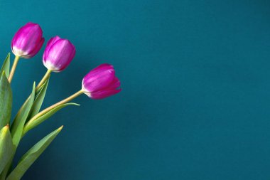 Deniz suyunun renginde bir demet mor lale. Metin için boşluğa yakın çekim.