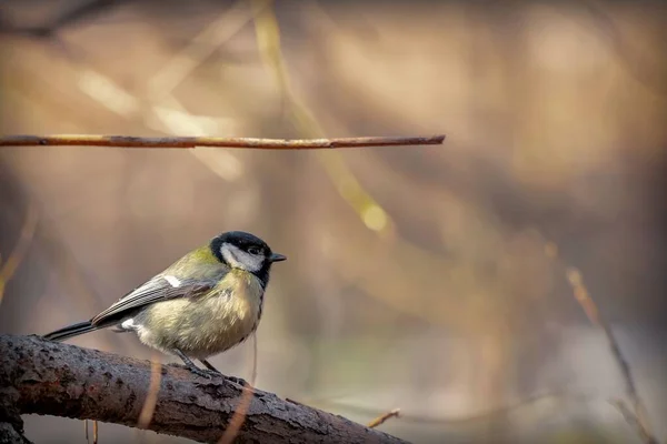 Small Yellow Bird Sits Tree Branch Great Tit — Stock Photo, Image