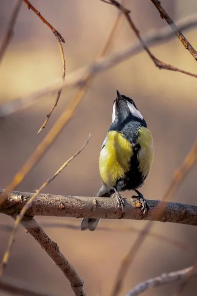 Small Yellow Bird Sits Tree Branch Great Tit — Stock Photo, Image