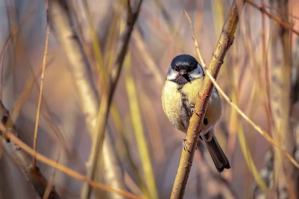 Small Yellow Bird Sits Tree Branch Great Tit — Stok fotoğraf