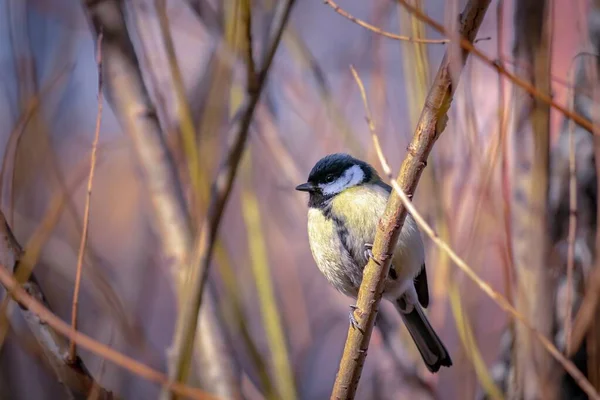 Small Yellow Bird Sits Tree Branch Great Tit — Photo