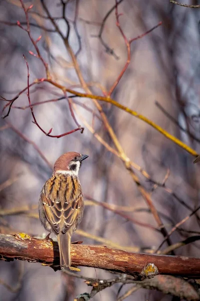 Retrato Pardal Galho Árvore Observação Aves — Fotografia de Stock