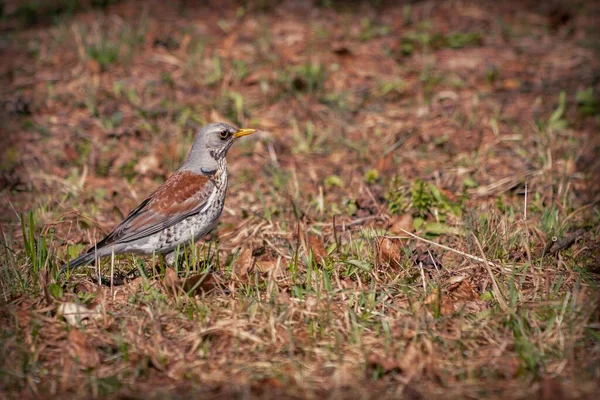 Bird Thrush Fieldfare Close Contra Fundo Vegetação Florestal Observação Aves — Fotografia de Stock