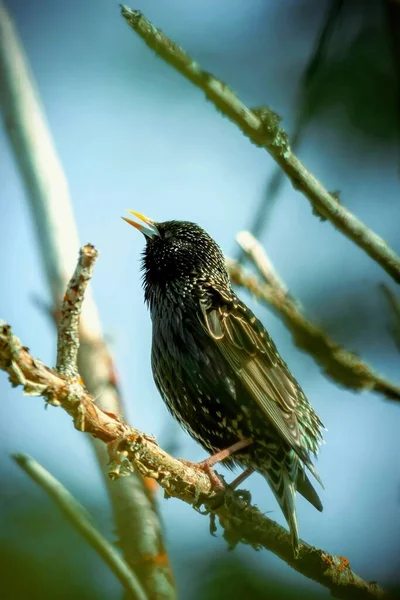 Cantando Estorninho Nos Galhos Uma Árvore Observação Aves — Fotografia de Stock