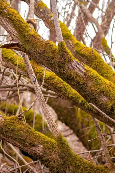 이끼로 뒤덮인 나무줄기와 수직적 — 스톡 사진