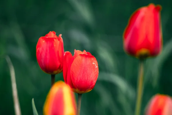 Tulipes Rouges Sur Fond Herbe Verte Déconcentrée Gros Plan Carte — Photo