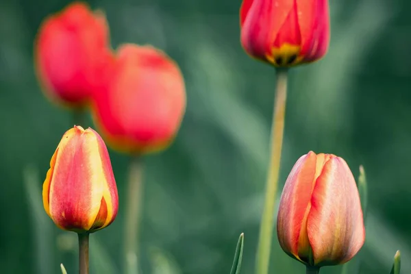 Tulipas Vermelhas Fundo Desfocado Grama Verde Close Cartão Postal — Fotografia de Stock