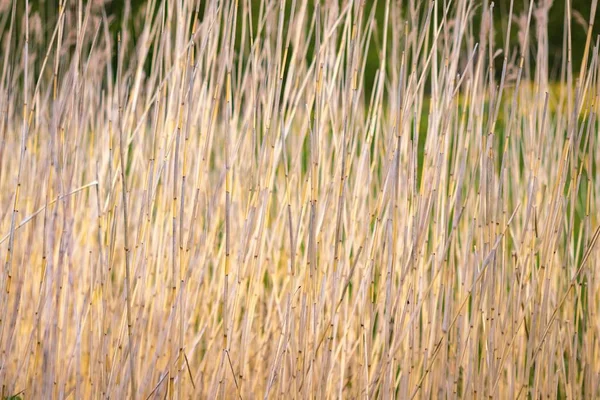 Abstract background from the stems of dry plants. — Stock Photo, Image