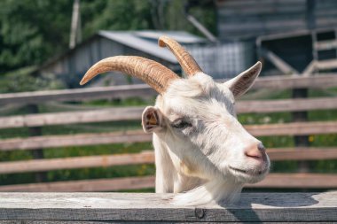 Beyaz bir keçinin kafası, tahta bir çitin arka planına karşı. Çiftçilik kavramı