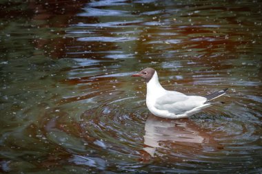 Kahverengi su yüzeyinde siyah başlı martı kuşu. Hayvanların hayatı