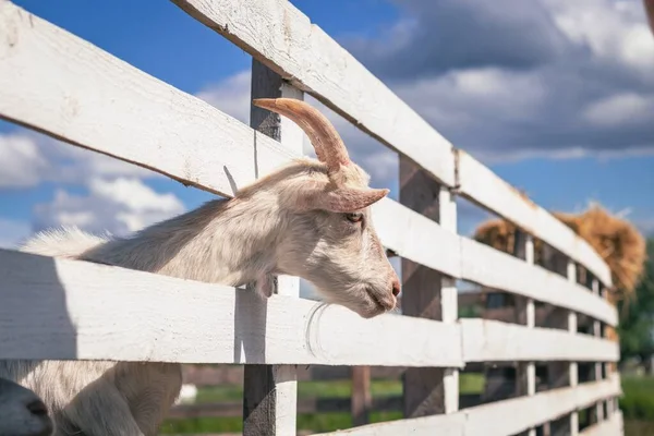 Tête Chèvre Blanche Sur Fond Clôture Bois Concept Agricole — Photo