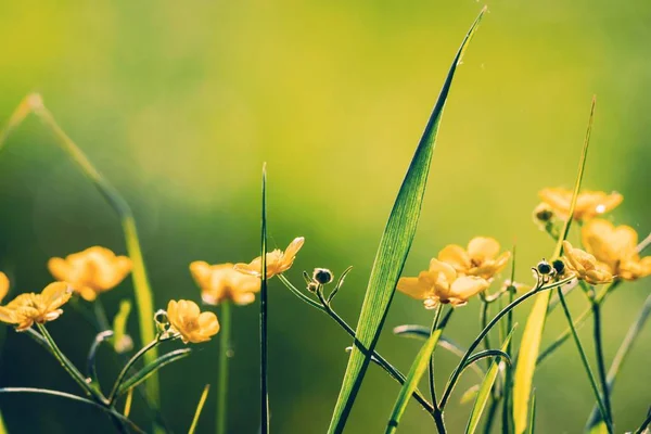 Zbliżenie Żółte Kwiaty Nieostre Zielone Tło Trawy Krajobraz Naturalny — Zdjęcie stockowe