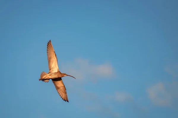 Grote Curlew Vogel Vlucht Tegen Blauwe Lucht Leven Van Dieren — Stockfoto
