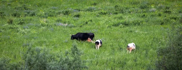 Три Чорно Білих Корови Випасають Зеленому Лузі Панорамне Зображення — стокове фото
