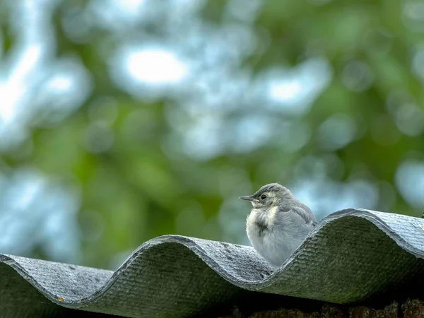 Small Wagtail Chick Sits Gray Slate Roof Bird Watching — Stock Photo, Image