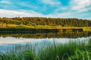 Nehrin ortasındaki sazlıklar ve arka plandaki orman manzarası.