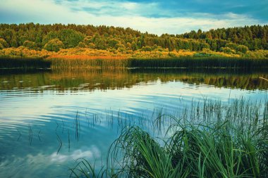 Nehrin ortasındaki sazlıklar ve arka plandaki orman manzarası.