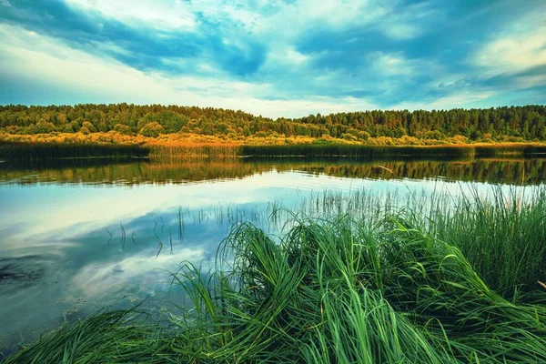 Blick auf den Fluss mit Schilf in der Mitte und Wald im Hintergrund. — Stockfoto