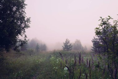 Sisteki orman kenarının güzel sabah manzarası. Seyahat kavramı.