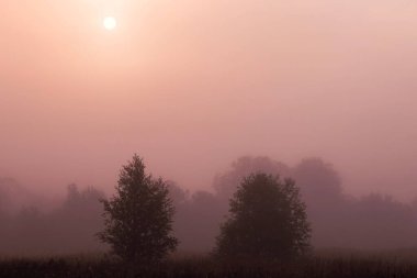 Güneş ışığının arkasındaki yoğun krem rengi sisli ağaçların siluetleri. Sakin sabah manzarası