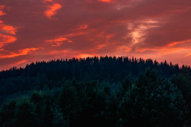 Ormandaki ağaçların tepesinde parlak turuncu gün batımı. Doğal arkaplan