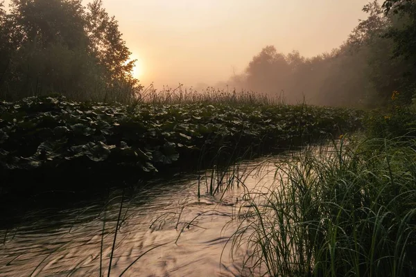 Niebla Dorada Mañana Sobre Río Forestal Que Fluye Rápido Densa — Foto de Stock