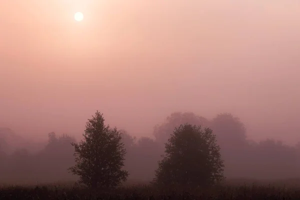 Baumsilhouetten Dichten Cremefarbenen Nebel Gegenlicht Der Sonne Ruhige Morgenlandschaft — Stockfoto