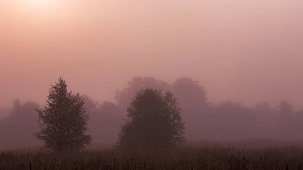 Baumsilhouetten Dichten Cremefarbenen Nebel Gegenlicht Der Sonne Ruhige Morgenlandschaft — Stockfoto